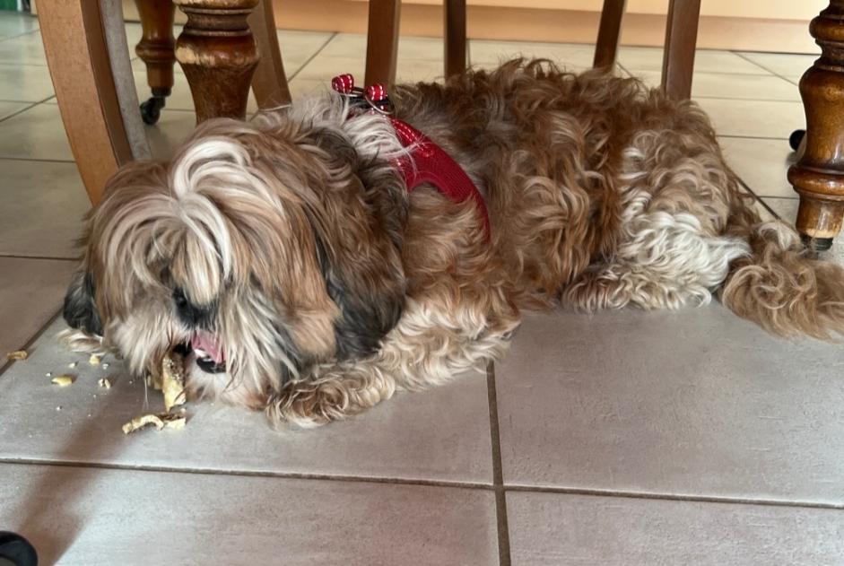 Fundmeldung Hund  Weiblich Avanne-Aveney Frankreich