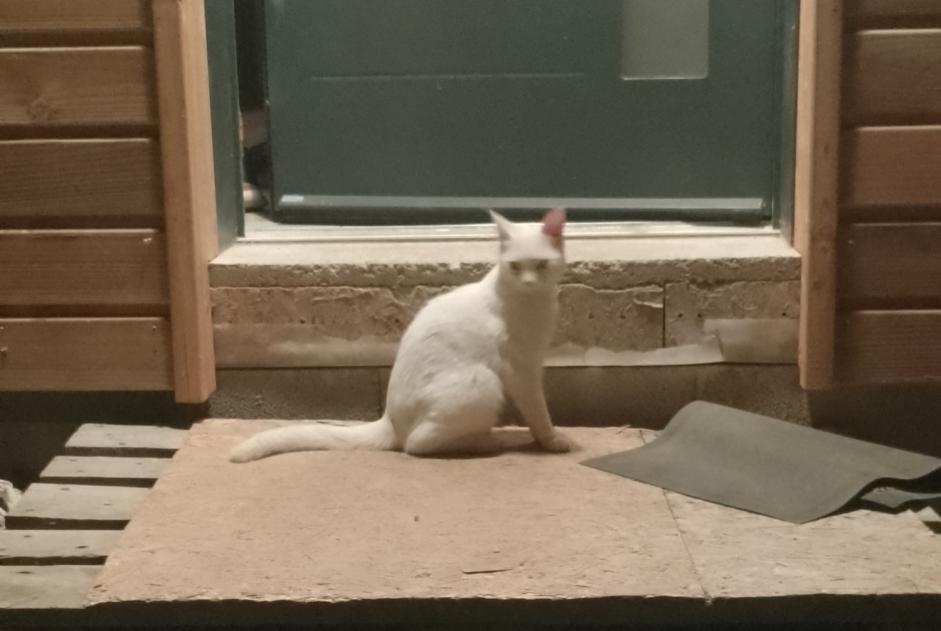 Fundmeldung Katze Weiblich Préaux Frankreich Fundmeldung Katze Weiblich Préaux Frankreich