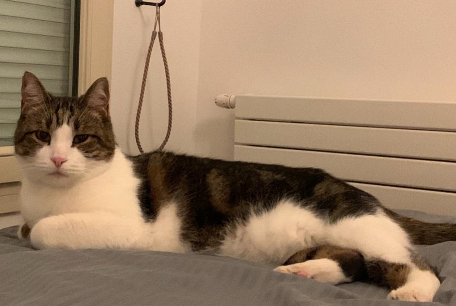 Vermisstmeldung Katze Männliche , 11 jahre Levallois-Perret Frankreich