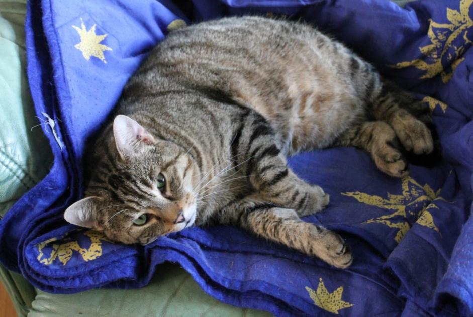 Alerte Disparition Chat  Mâle , 5 ans Vendenheim France