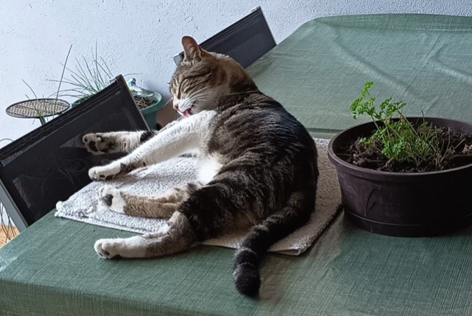 Alerte Disparition Chat Mâle , 10 ans Rosenwiller France Alerte Disparition Chat Mâle , 10 ans Rosenwiller France