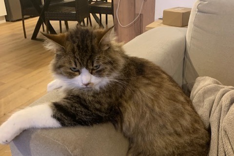 Alerte Disparition Chat Mâle , 2 ans Afa France Alerte Disparition Chat Mâle , 2 ans Afa France