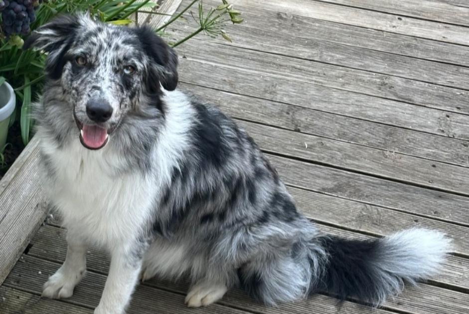 Alerte Disparition Chien  Femelle , 1 ans Hourtin France