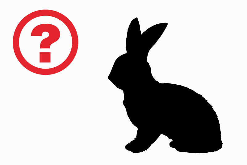 Alerte Disparition Lapin Mâle , 2026 ans Étampes France Alerte Disparition Lapin Mâle , 2026 ans Étampes France