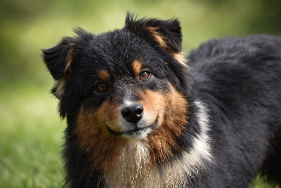 Avviso scomparsa Cane  Femmina , 2 anni Epfig Francia