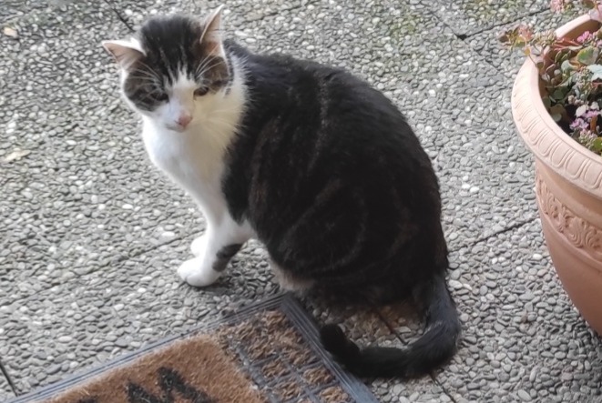 Avviso Ritrovamento Gatto Non conosciuta Reichstett Francia