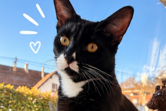 Verdwijningsalarm Kat Mannetje , 1 jaar Kurtzenhouse Frankrijk Verdwijningsalarm Kat Mannetje , 1 jaar Kurtzenhouse Frankrijk
