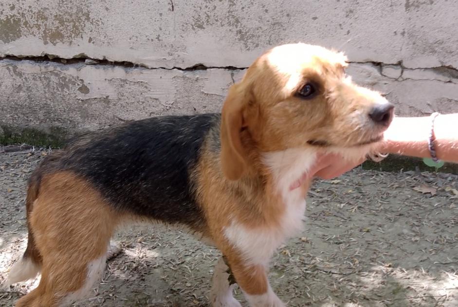 Alerta descoberta Cão Fêmea Saint-Affrique France
