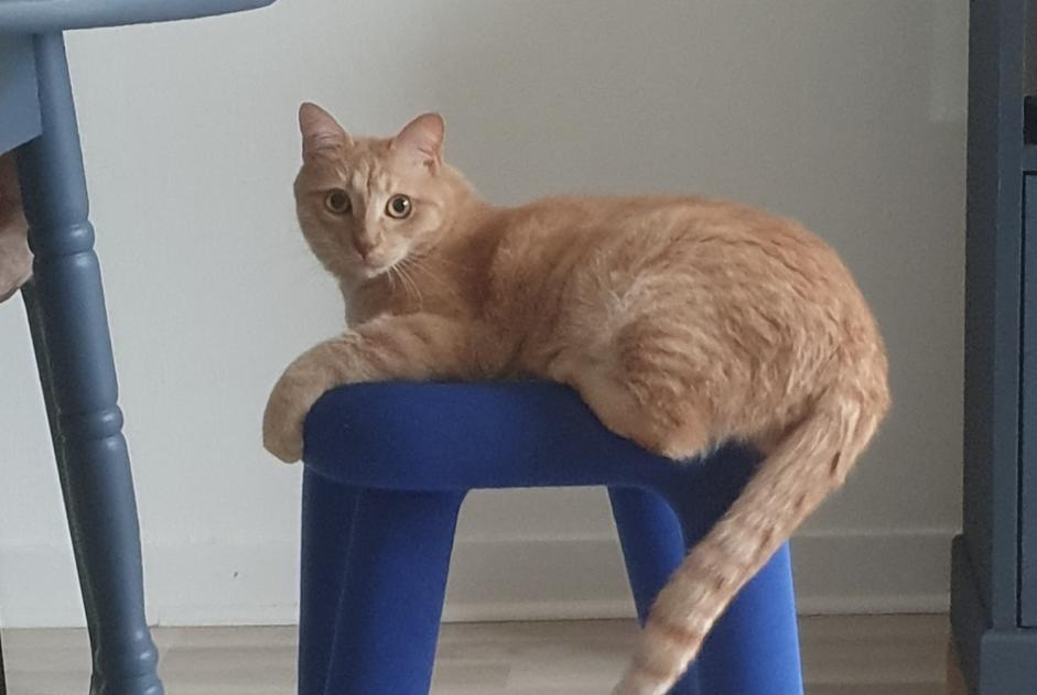 Alerta desaparecimento Gato Macho , 2 anos Loire-Authion France