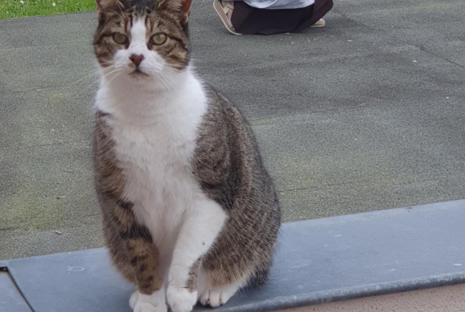 Alerta desaparecimento Gato  Fêmea , 8 anos Compiègne France