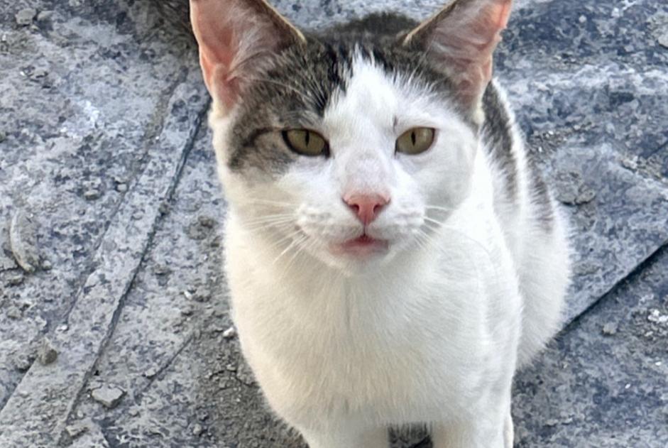 Alerta descoberta Gato Macho Limoges France Alerta descoberta Gato Macho Limoges France