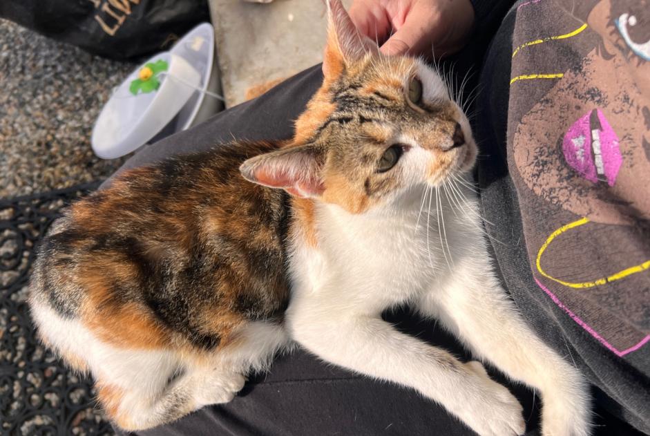 Alerta descoberta Gato Fêmea Chambly France